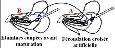 Les lois statistiques de la transmission des caractères héréditaires chez les diploïdes